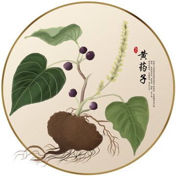 手繪中草藥黃藥子養(yǎng)生藥材