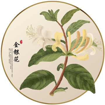手繪中草藥金銀花養(yǎng)生藥材