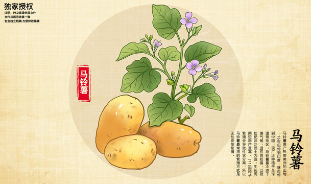 馬鈴薯插畫