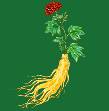 手繪珍貴人參植物插畫
