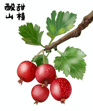 酸甜山楂山楂草藥糖葫蘆手繪插畫