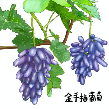 金手指葡萄美人指藍(lán)寶石葡萄長葡萄手繪插畫