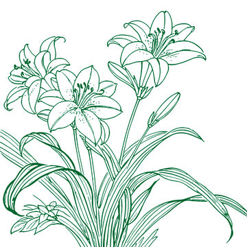 百合花手繪插畫線稿紋理圖婚慶花元素背景