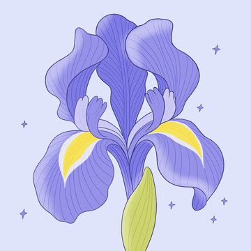 夢幻紫色鳶尾花插畫