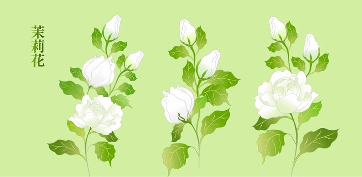 清新手繪茉莉花植物插畫