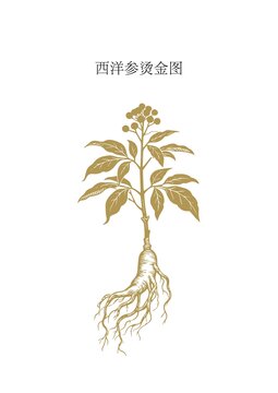 西洋參植物燙金圖展示