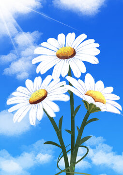 雛菊
