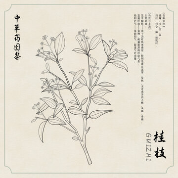 桂枝草藥插畫圖鑒黑白