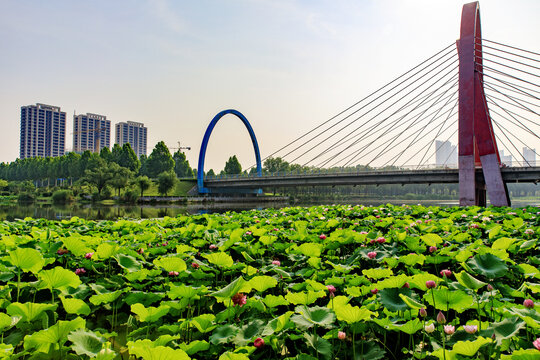莒南縣雞龍河濕地公園