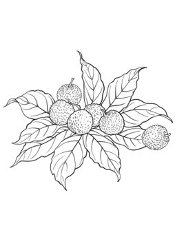 手繪荔枝枝葉果實線稿圖