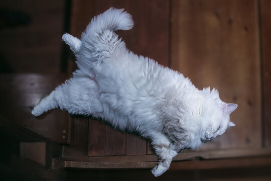 貓
