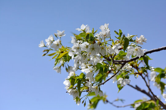 白櫻花