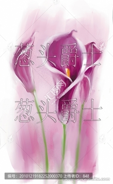 馬蹄蓮
