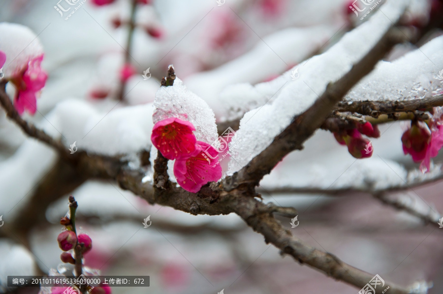 迎春雪梅