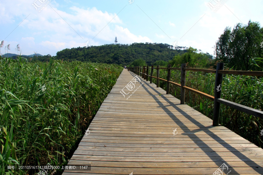 木桥绿色生态风景