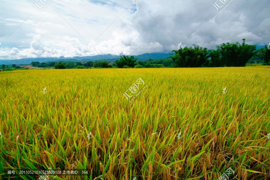 有凤尾竹的贡米之乡的稻田