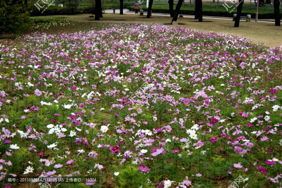 春花烂漫