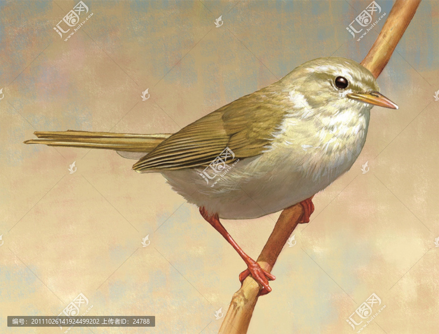 手繪鳥類無框畫