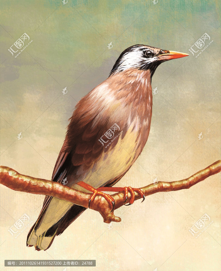 手繪鳥類無框畫