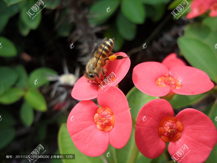蜜蜂,虎刺梅
