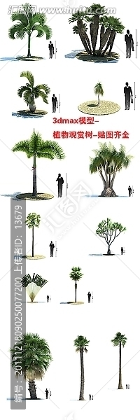 3dmax模型,植物觀賞樹,貼圖齊全