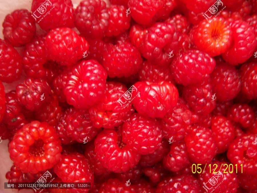 红色野草莓