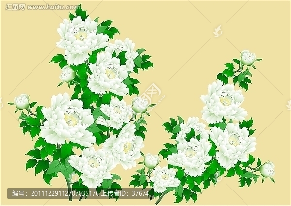 富貴牡丹圖