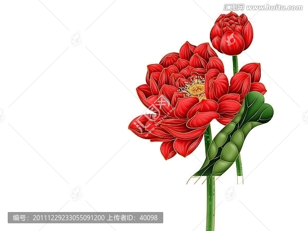 荷花
