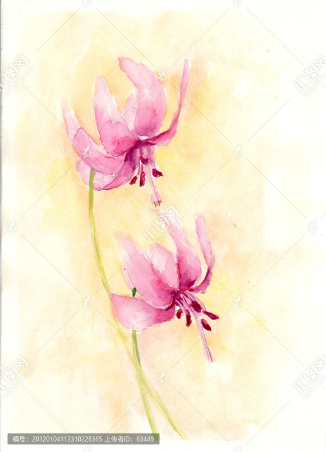 水彩花卉（未分層）