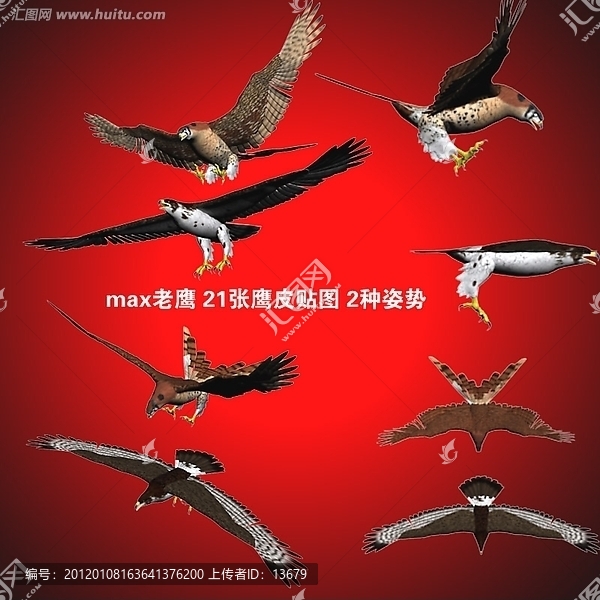 老鷹