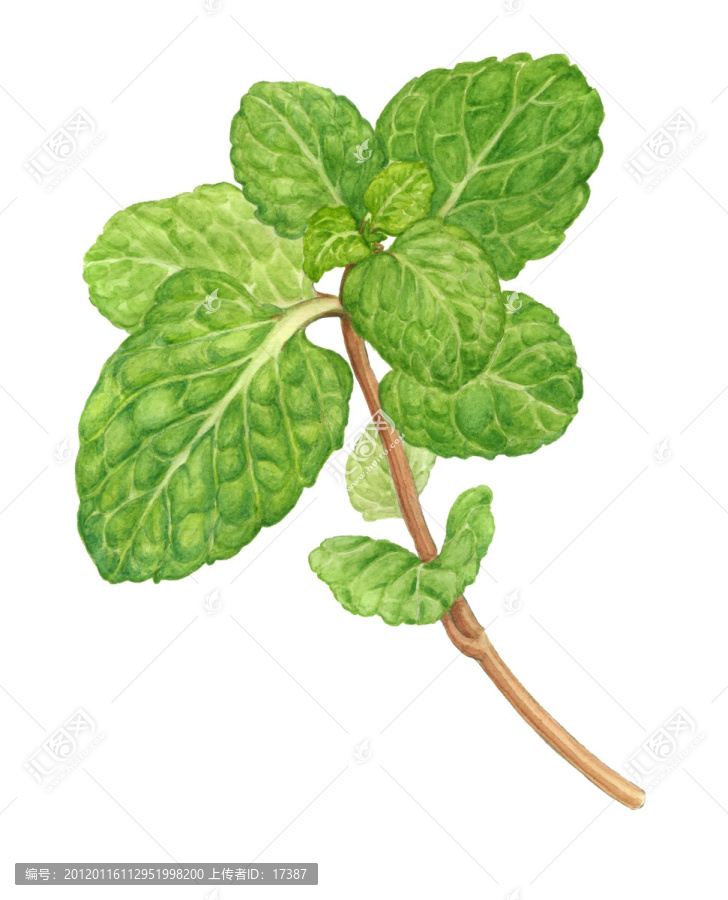 薄荷（未分層）