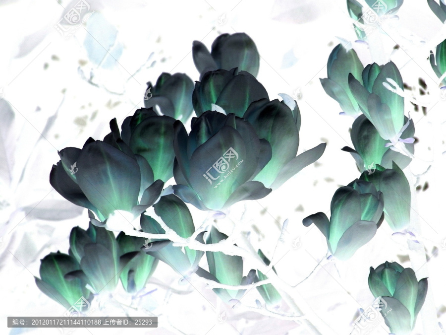 玉蘭花