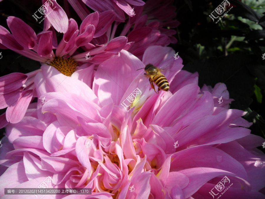 大丽花,蜜蜂