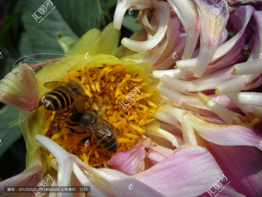 大丽花,蜜蜂