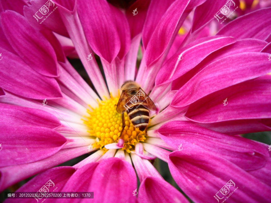 菊花,蜜蜂