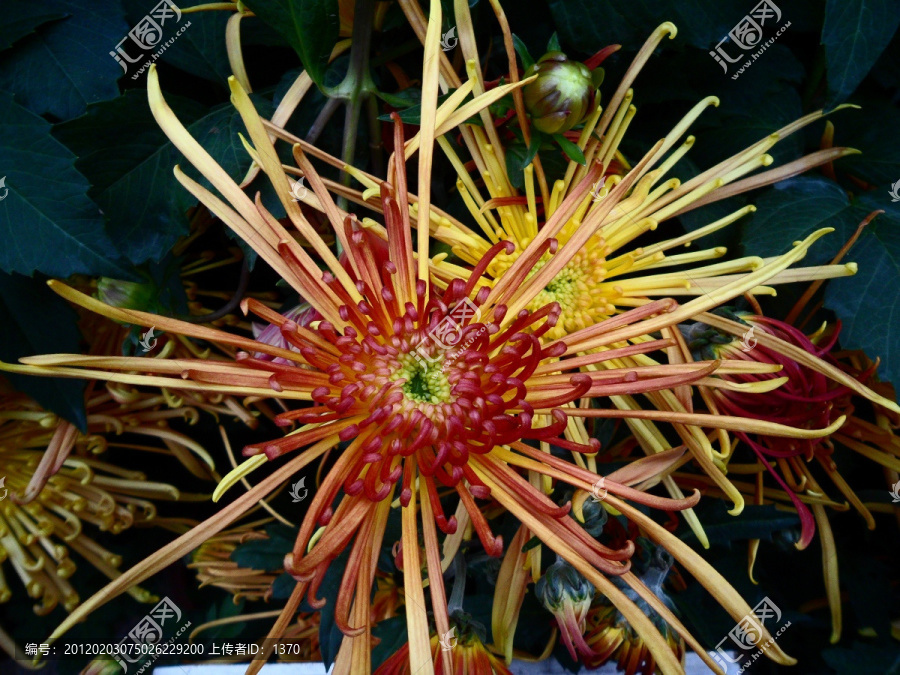 菊花