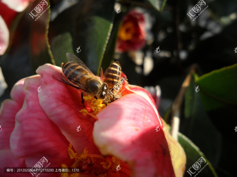 茶花,蜜蜂