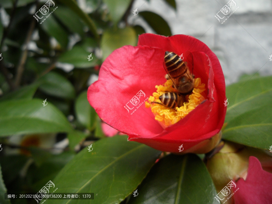 茶花,蜜蜂