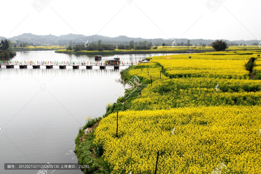 油菜花开满水乡