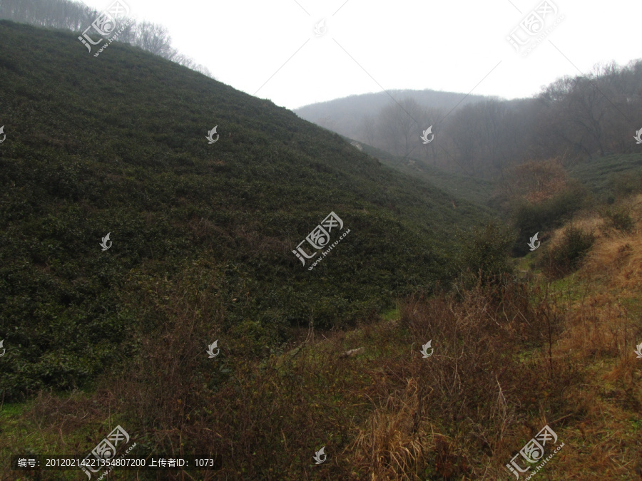 茶場