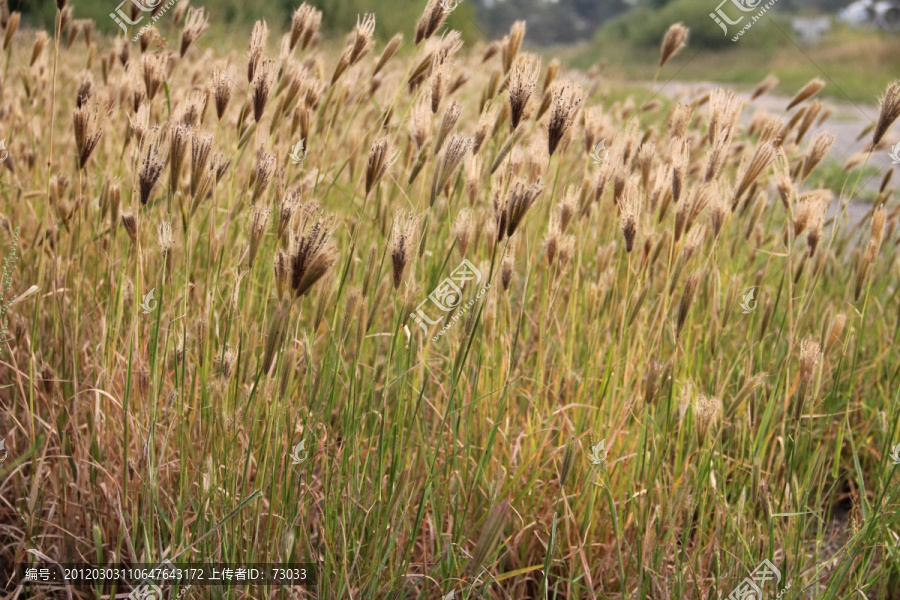 野草