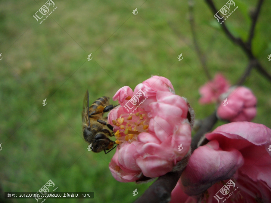 桃花,蜜蜂