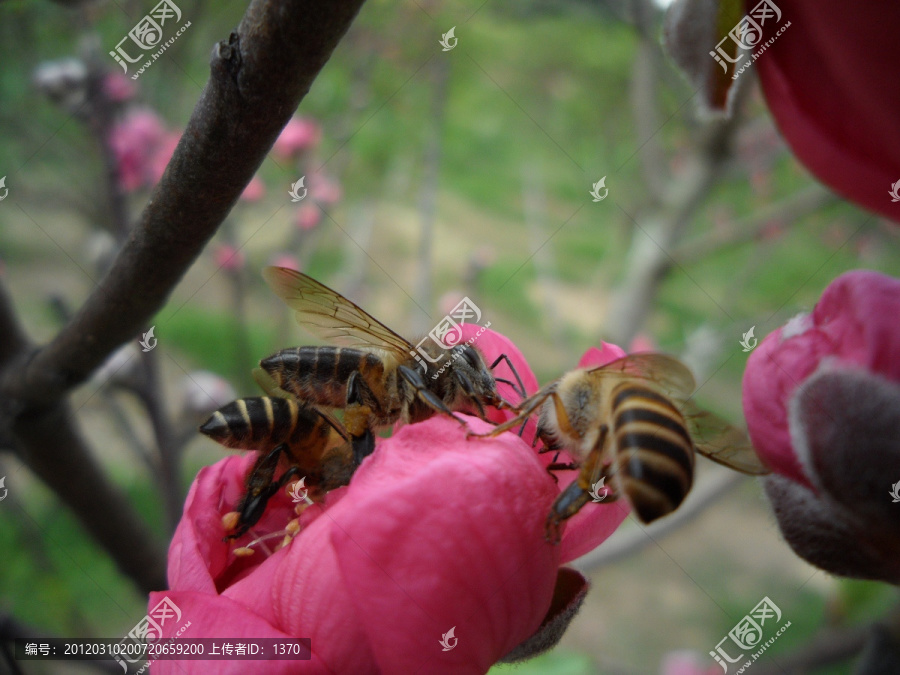 桃花,蜜蜂