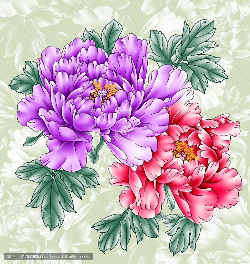 牡丹花