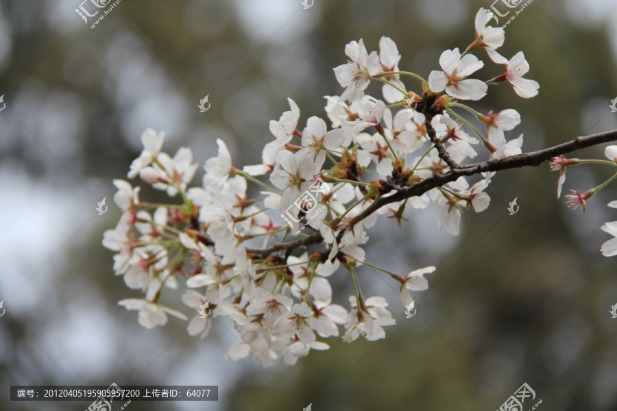 小樱花