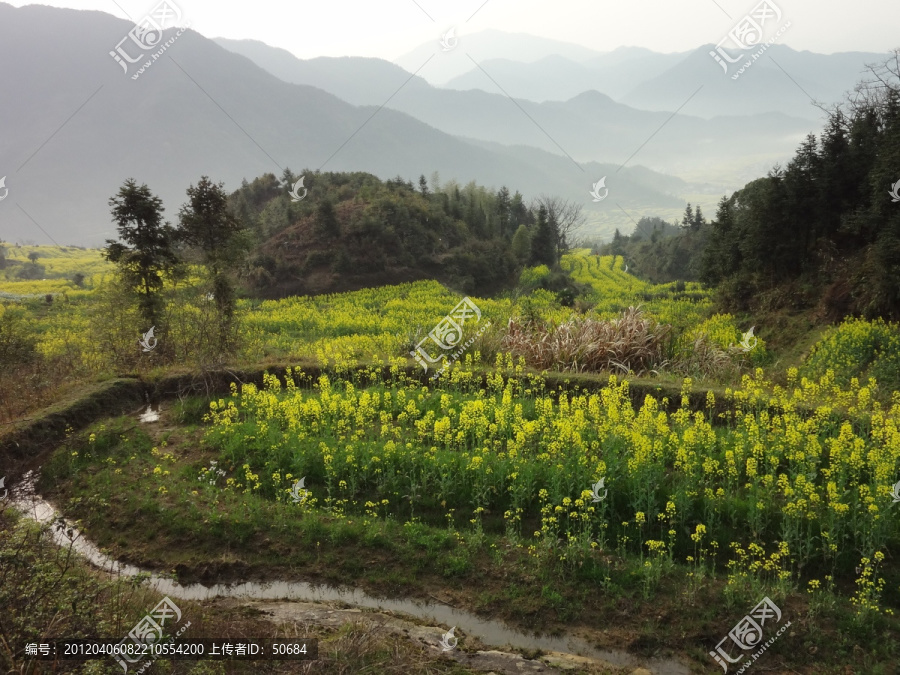 油菜花