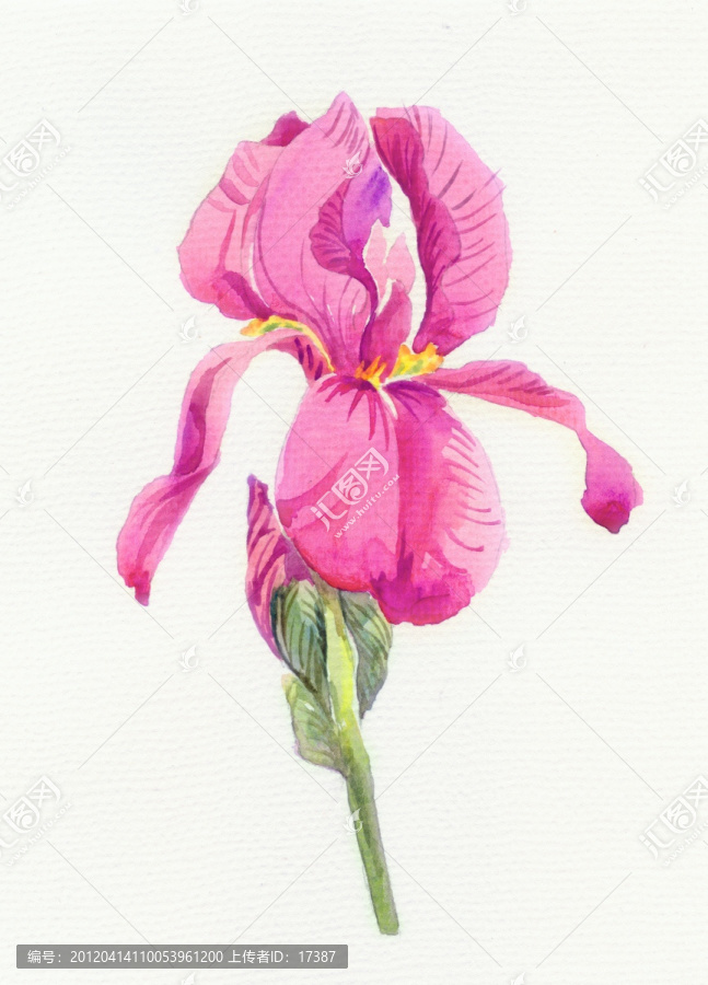 水彩鳶尾花（未分層）