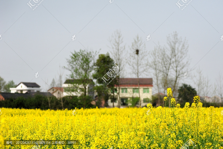 乡村油菜花风景