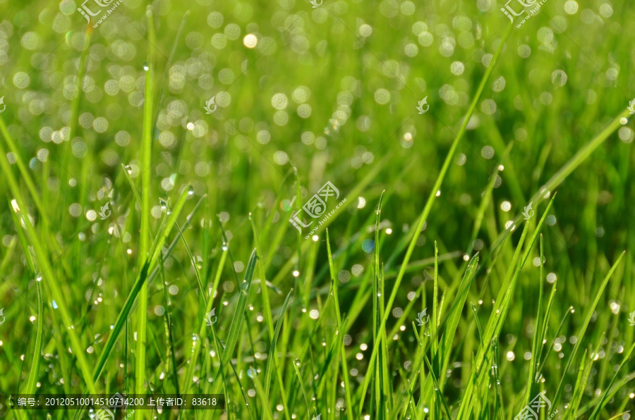 雨后草丛