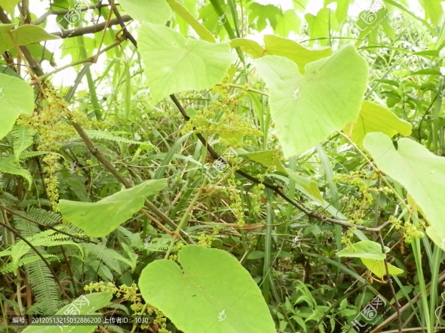 山葡萄